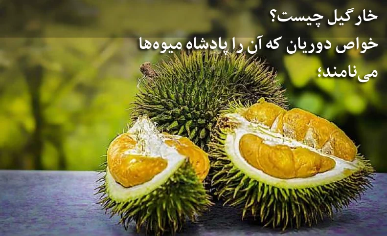 خارگیل چیست / خواص دوریان که آن را پادشاه میوه‌ها می‌نامند؛